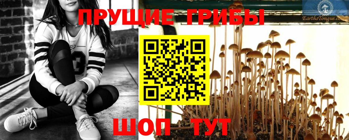 Псилоцибиновые грибы мицелий Махачкала